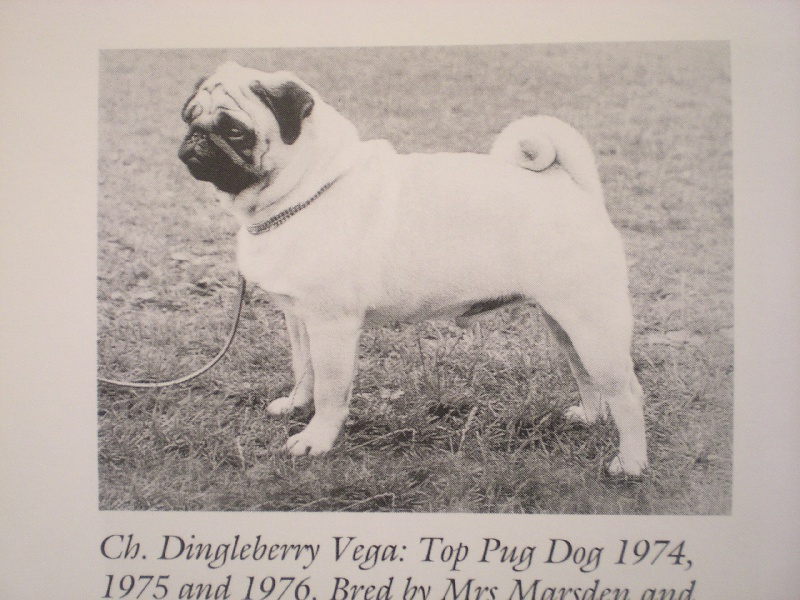 CH. dingleberry Vega