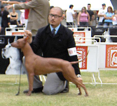 CH. Salina la novia del sol mestre