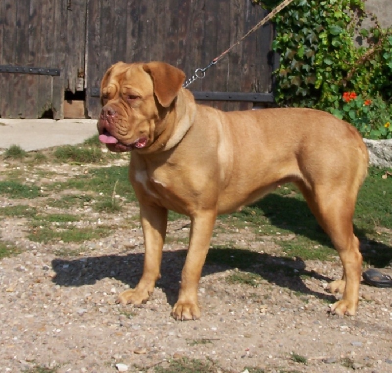 Channel des Loups D'Aphrodite