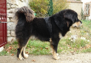 Publication : Seng-khyi-jockang 