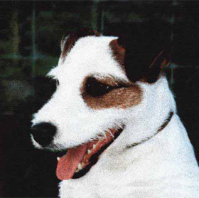 CH. Tarsia monocle of bohunt