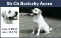 CH. Rocheby Acorn