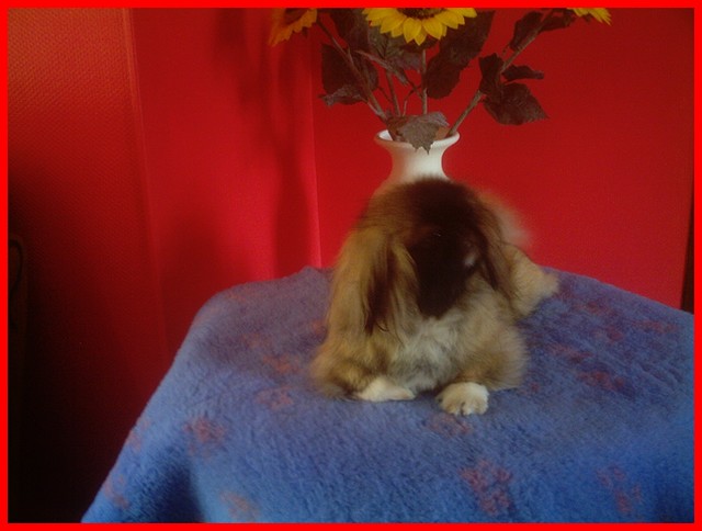 Publication : des espoirs de la forêt