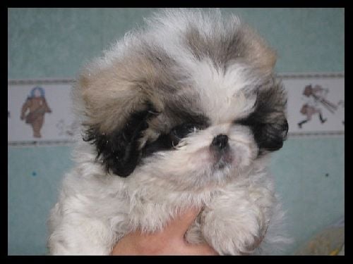 Publication : des terres sacrées des Cherokees Auteur : Eric Moeuf de Michieli