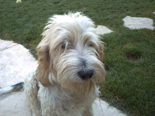 Brigand des amis de la garrigue