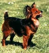 CH. Fire fabianna czech original