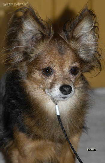 CH. Igor royal czech original