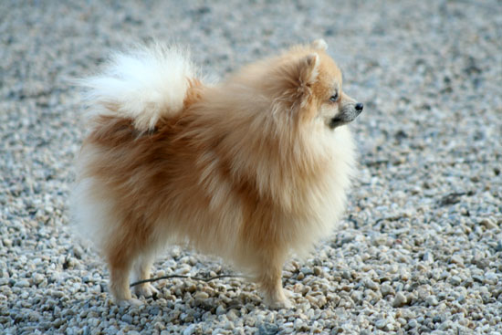 Publication : De la bacska 