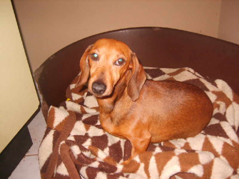 Bricole des petits scampis