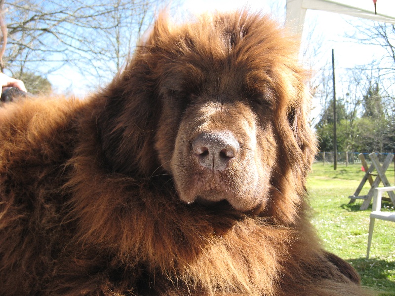Aquarelle de la legende d'ebene et de bronze