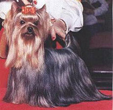 CH. Parkside's The magic touch