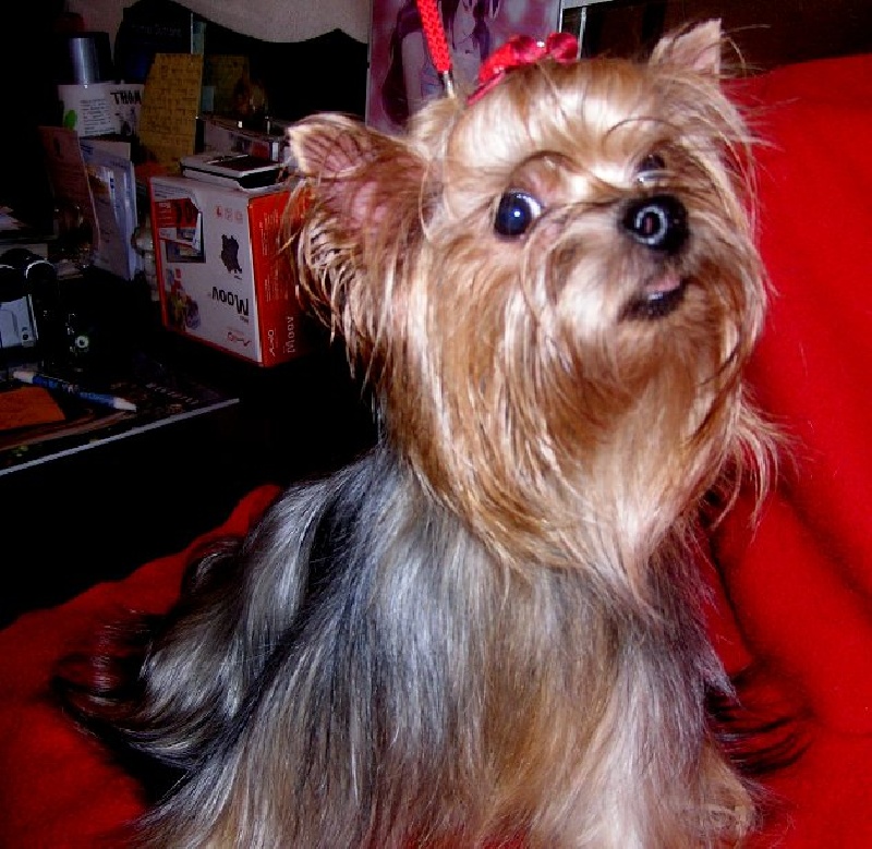 Call'in of Meadow Cottage