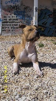 Étalon American Staffordshire Terrier - Diabolik tyson Of big-idle