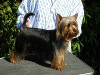 Étalon Australian Silky Terrier - CH. Cara de la Lande Barbot