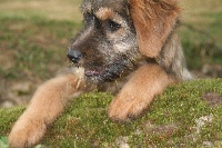 Étalon Berger catalan - épita Sur les thraces d'orphee