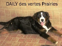 Étalon Bouvier Bernois - Daily des Vertes Prairies du Pajot