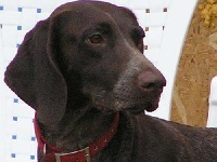 Étalon Braque allemand à poil court - edelhund Dona