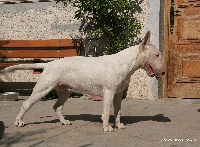 Étalon Bull Terrier - Deifiado lou Prouvencaou