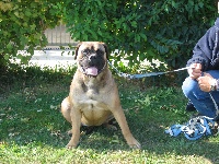 Étalon Bullmastiff - Donatella du Mont de l'Aigle