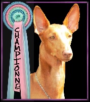 Étalon Chien du Pharaon - CH. Shadow's spirit of the netherlands