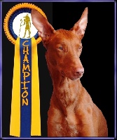 Étalon Chien du Pharaon - CH. Ozymankia's kara of the netherlands