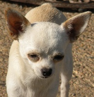 Étalon Chihuahua - Dharma Des muses du haut forez
