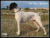 Étalon Dogue allemand - Fair play from valvasor land