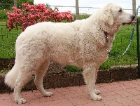 Étalon Kuvasz - CH. Filonillan dora csillag Meresz