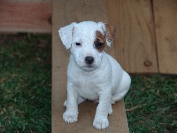 Étalon Parson Russell Terrier - Combava du mau metz des grands rietz