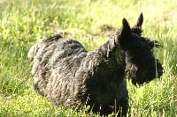 Étalon Scottish Terrier - Duncan des vicklands