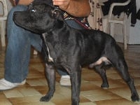 Étalon Staffordshire Bull Terrier - Cliffhanger du grand Molosse