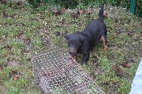 Étalon Terrier de chasse allemand - Betty (Sans Affixe)