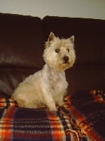 Étalon West Highland White Terrier - Bountie lili Du domaine des lys