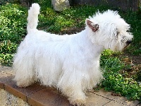 Étalon West Highland White Terrier - Bilitys Allthunder