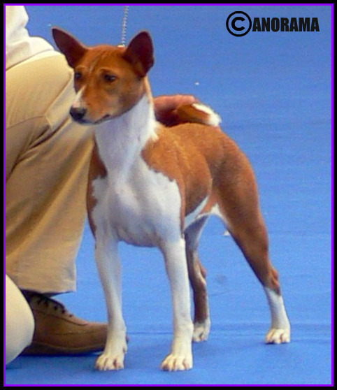 CH. Adara de beniparrell d'onda