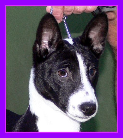 CH. skardu's HOMER SIMPSON