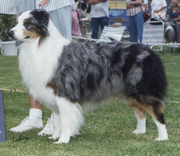 CH. Out tom cattin at starcross (Sans Affixe)