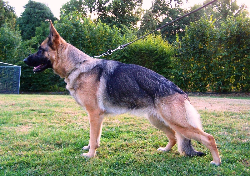 CHEYENNE du Domaine du Val D'Aulnoy