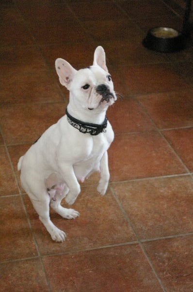 Cracotte (Sans Affixe)