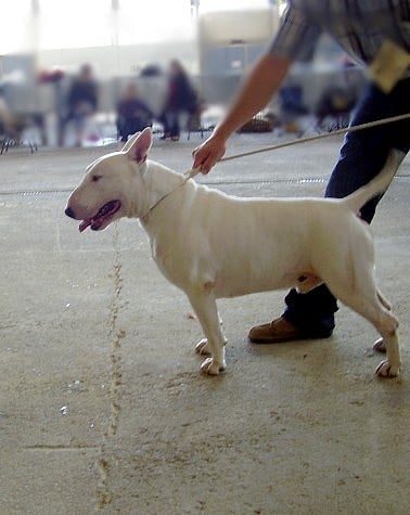 Ulk De la mahaudiere