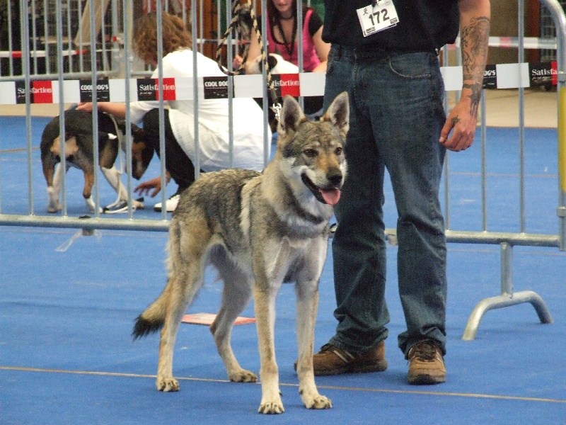 Akela z kopackova dvora