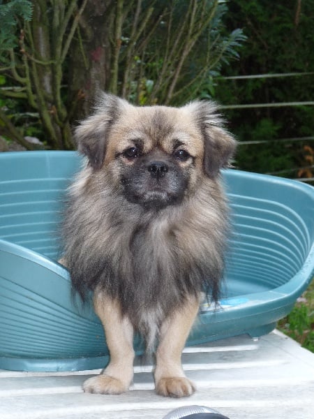 Coup de foudre des Yomainris