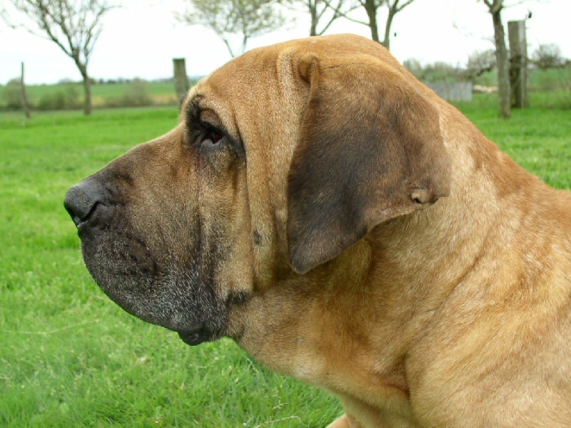 CH. Ombre du Fond de la Chenaie