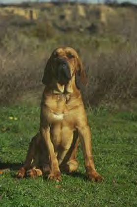 CH. E-aundi 3 de villa mayte