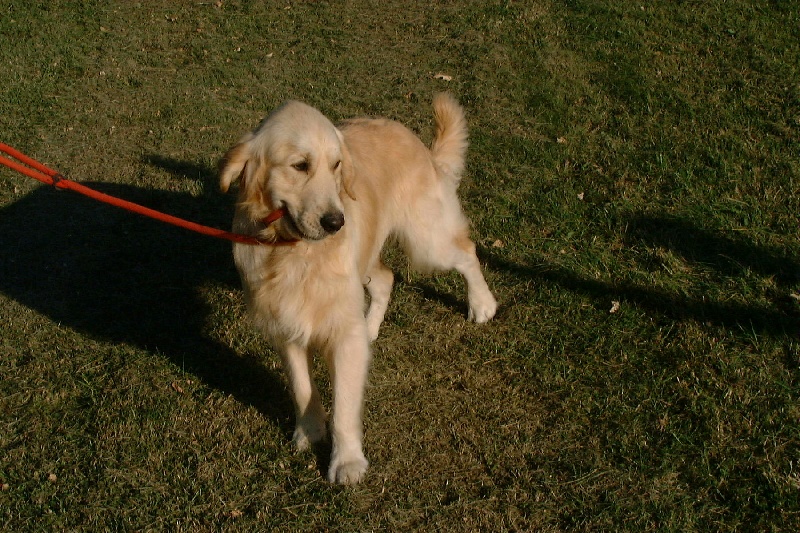 Publication : Des chardons Saint Andre 