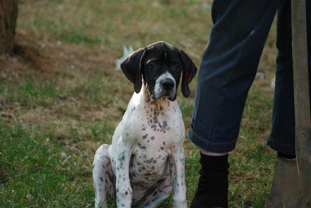 Publication : du bois de l'Henchy