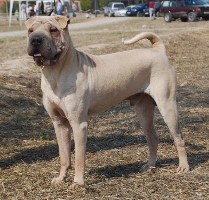 Publication : de Bluemar 