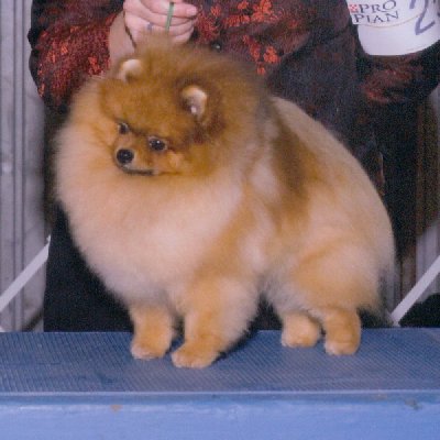 CH. dreamweavers Ring of fire