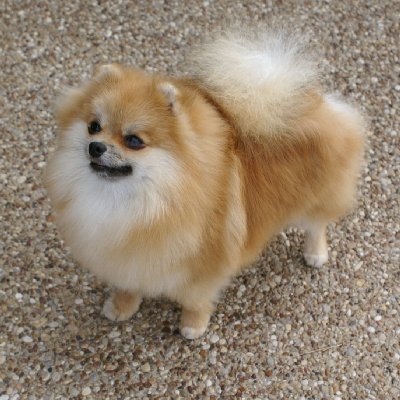 royaltee N dreamweavers into the west