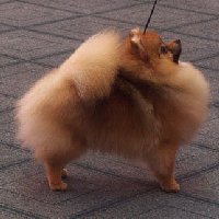 CH. dreamweavers Sparklin fire rose